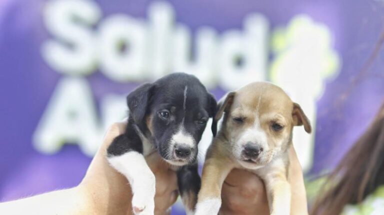 El Móvil de Salud Animal brinda un servicio itinerante y gratuito