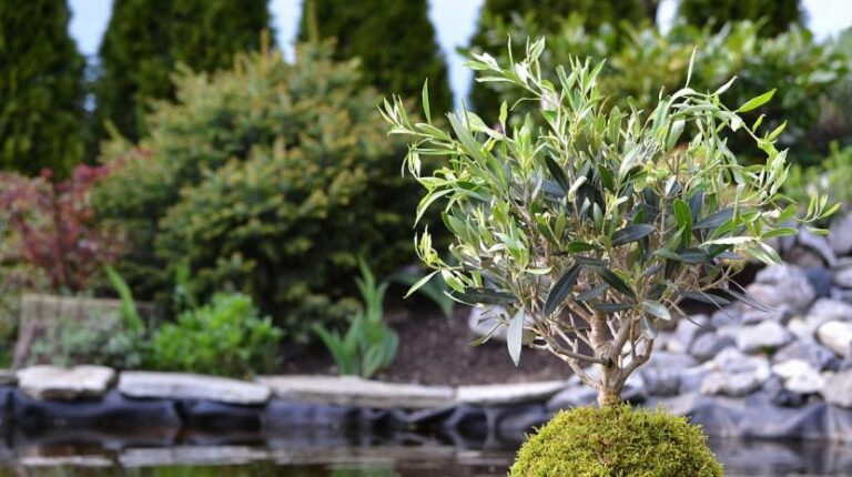 Taller de Kokedamas: una fusión entre naturaleza y artesanía japonesa
