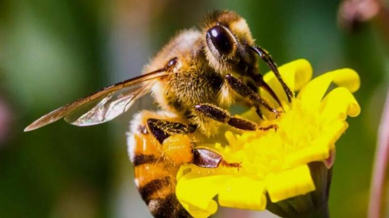Retirá plantines florales para ayudar a fortalecer a los polinizadores