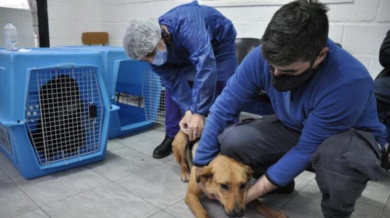 Castraciones gratuitas en Lomas de Tafí