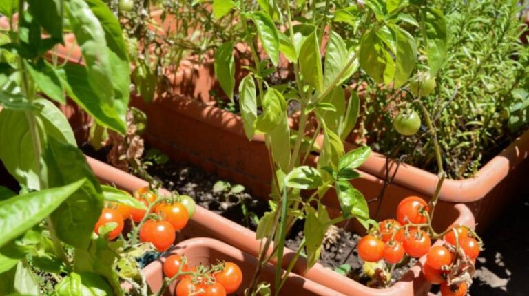 Armá tu Huerta en Casa: Retirá tu Kit de Semillas de Estación