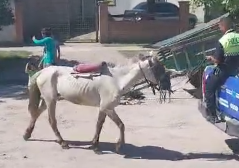 Intervención policial en Lomas de Tafí por maltrato animal