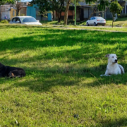 Buscan a «Negra», perrita perdida en el Sector 12 de Lomas de Tafí