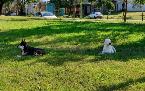 Buscan a «Negra», perrita perdida en el Sector 12 de Lomas de Tafí