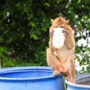 Cerca de cien monos escaparon de un refugio en Tailandia