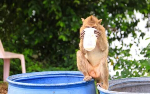 Cerca de cien monos escaparon de un refugio en Tailandia