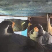 Interceptan a un hombre con 27 aves silvestres en Ruta Nacional N° 9