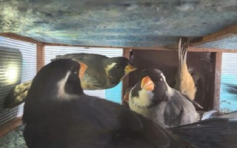 Interceptan a un hombre con 27 aves silvestres en Ruta Nacional N° 9