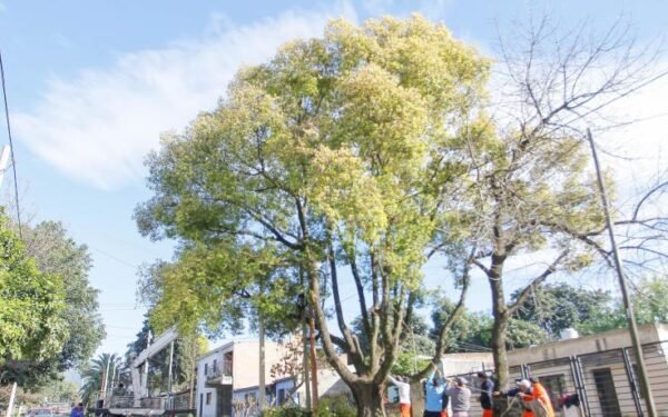 Tafí Viejo refuerza su plan verde: poda estratégica en Sarmiento busca ciudad más segura