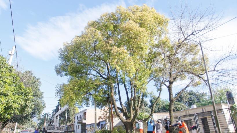 Tafí Viejo refuerza su plan verde: poda estratégica en Sarmiento busca ciudad más segura