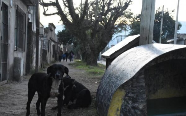Tafí Viejo redobla la apuesta contra el maltrato animal: multas y concientización