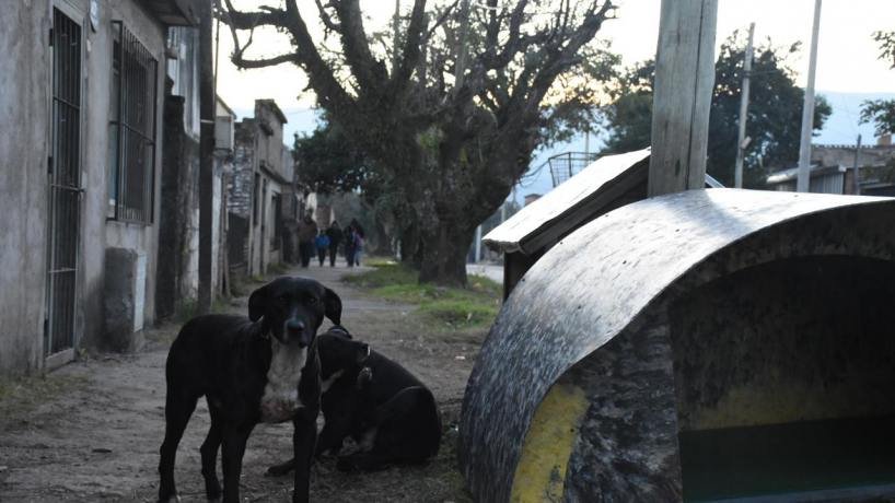 Tafí Viejo redobla la apuesta contra el maltrato animal: multas y concientización
