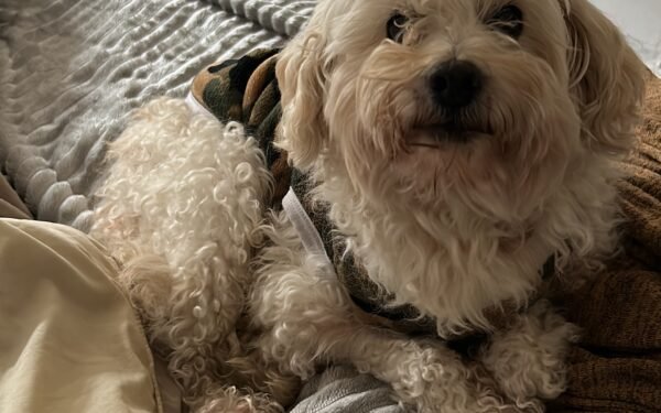 Fito Oviedo: la búsqueda de un caniche moviliza al Sector 11 de Lomas de Tafí