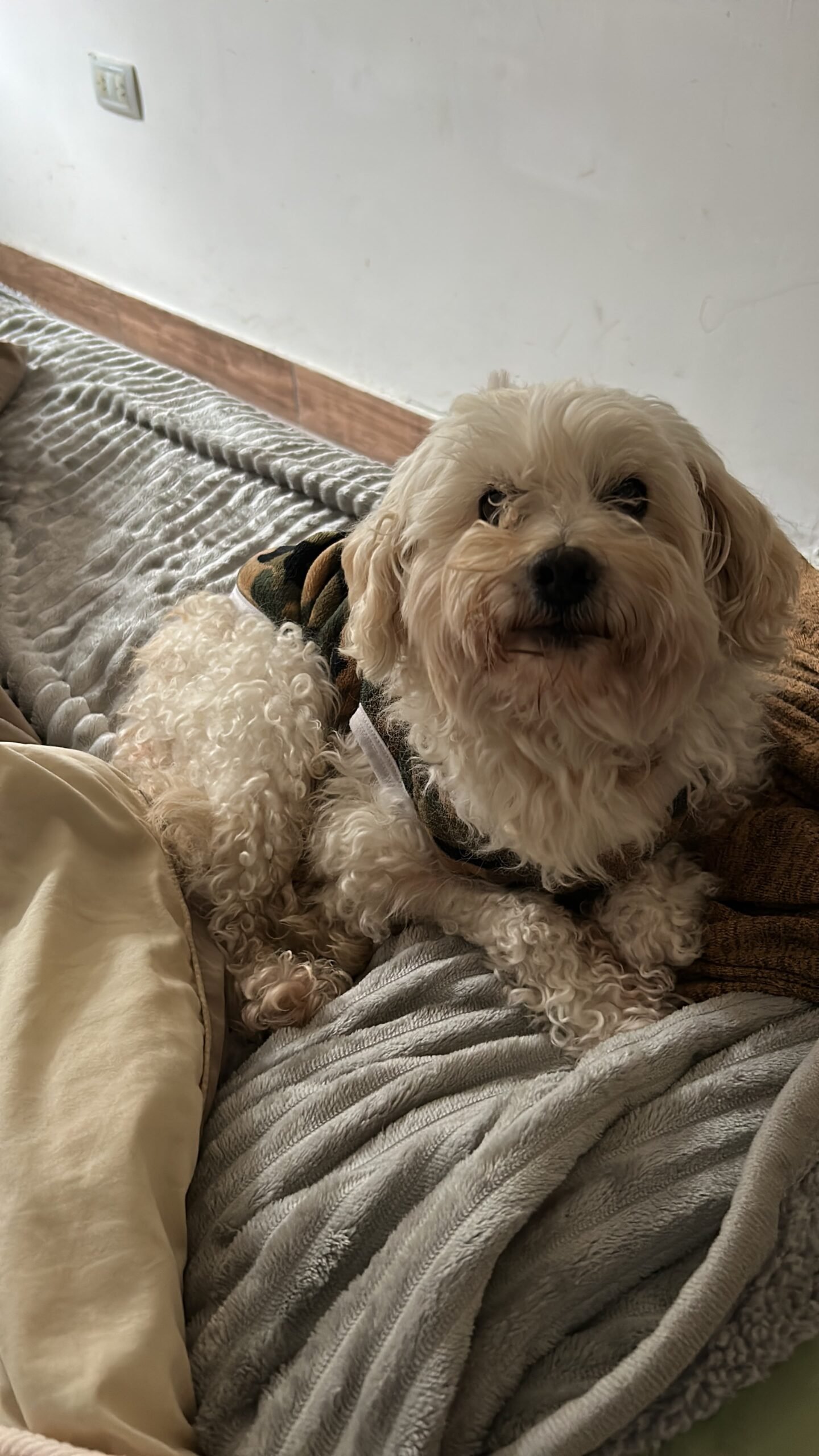 Fito Oviedo: la búsqueda de un caniche moviliza al Sector 11 de Lomas de Tafí