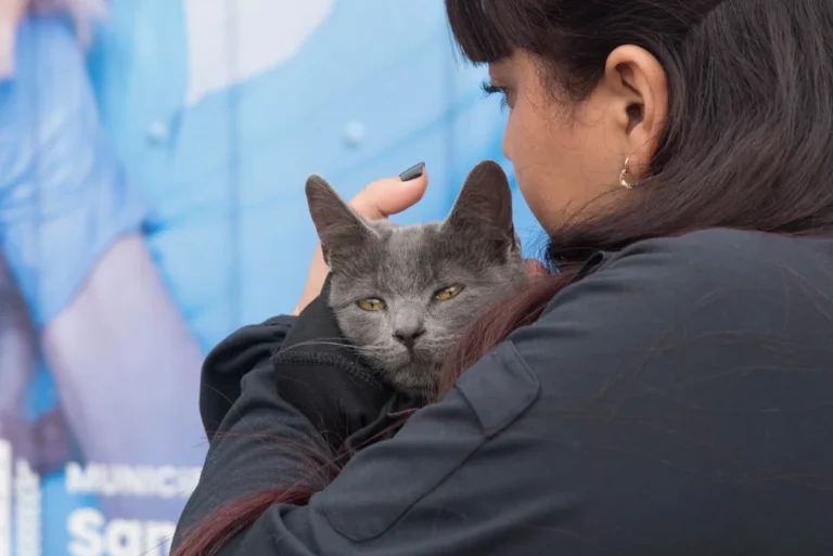 Claves de la castración masiva: dónde y cómo acceder al servicio gratuito