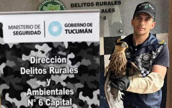 Un carancho sorprende en el corazón político de Tucumán