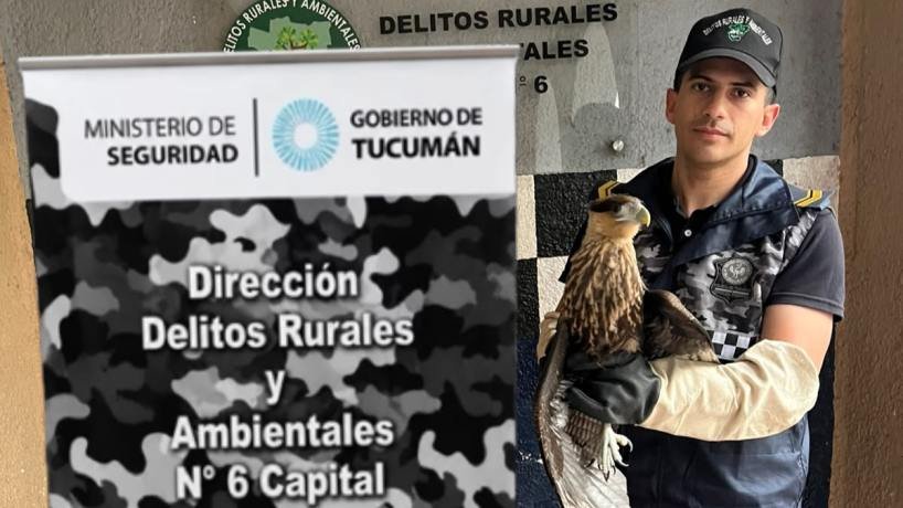 Un carancho sorprende en el corazón político de Tucumán