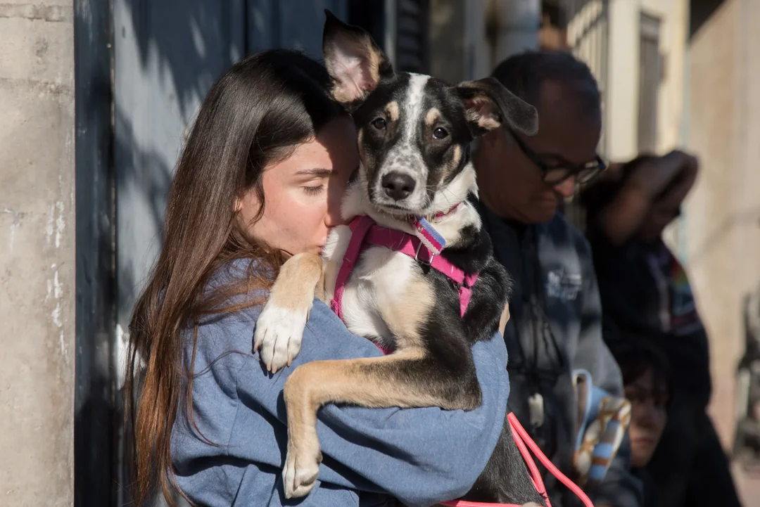 Esterilización gratuita: quirófanos itinerantes llegan a Costanera y Villa Urquiza