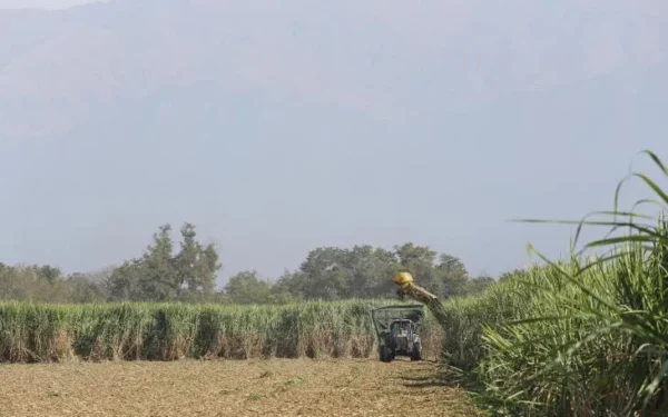 Crisis azucarera: la caña se pudre en el campo y el sector pide auxilio
