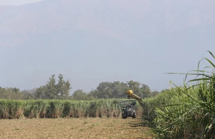 Crisis azucarera: la caña se pudre en el campo y el sector pide auxilio