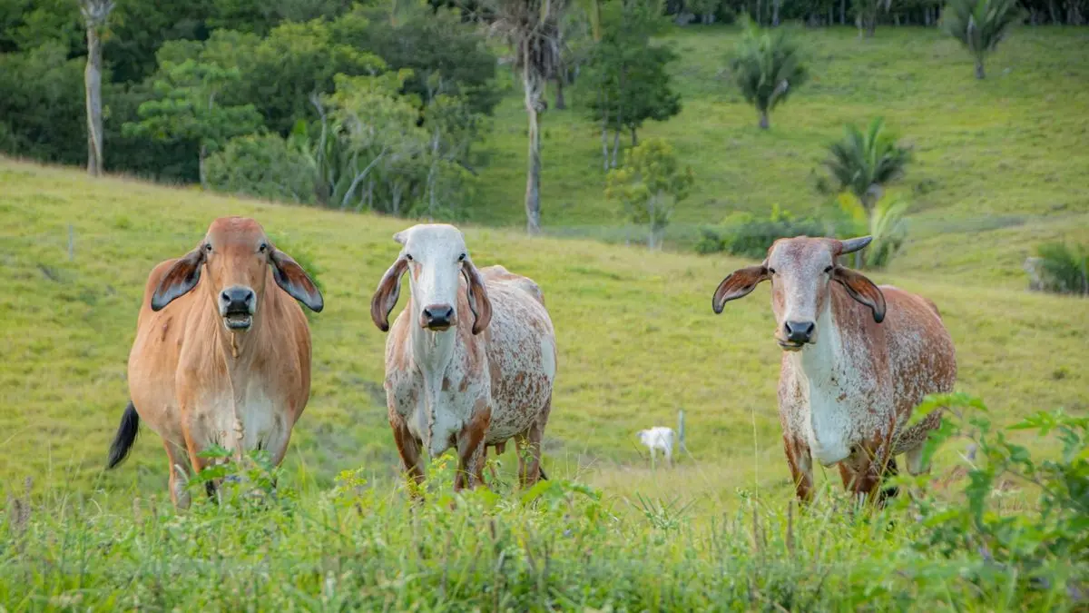 América Latina: Ambiente en la Cuerda Floja con Menos del 1% del Presupuesto