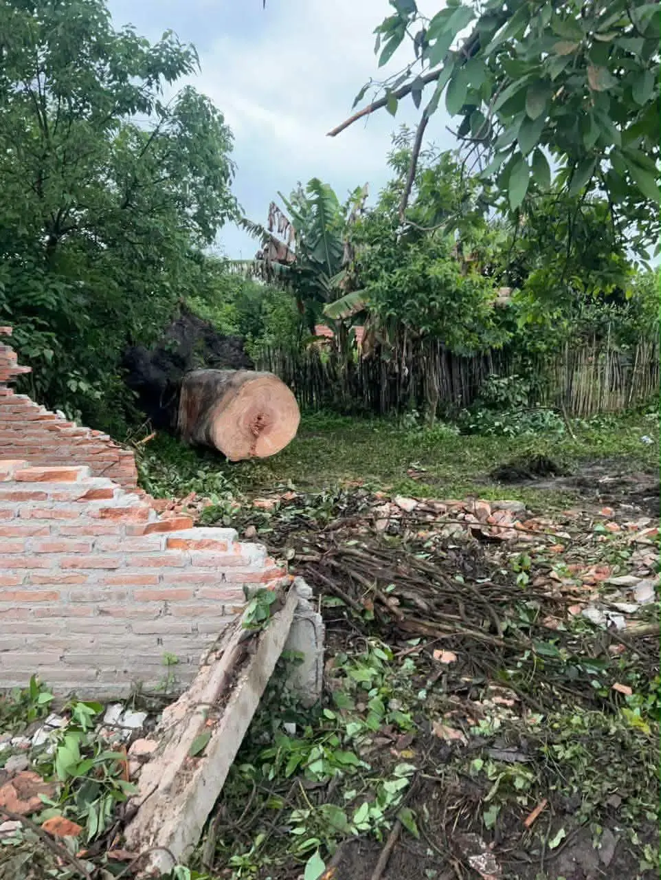 Tragedia en Santa Ana: un árbol sepultó una casa durante un cumpleaños y dejó tres niñas heridas