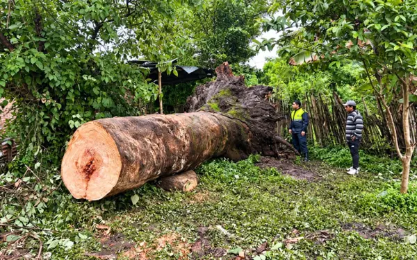 Tragedia en Santa Ana: un árbol sepultó una casa durante un cumpleaños y dejó tres niñas heridas
