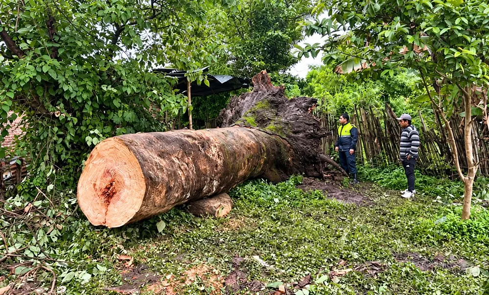 Tragedia en Santa Ana: un árbol sepultó una casa durante un cumpleaños y dejó tres niñas heridas